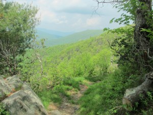 The AT in Shenandoah National Park in mid-May.